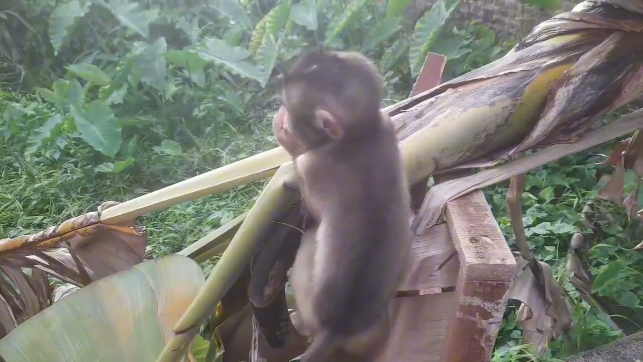 Anak mongkey caca lagi havy habis minum susu