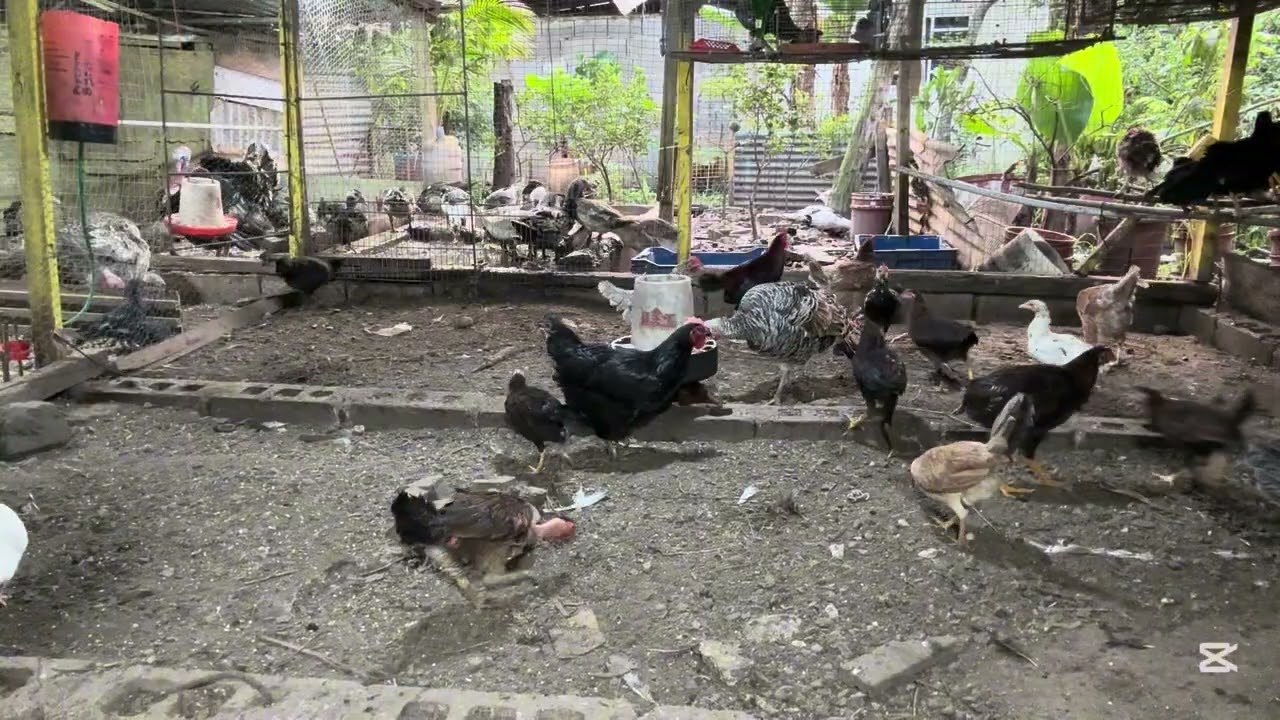 Integrante nuevos , gallinas 🐓  brahma #gallina #pavo 🦃 
