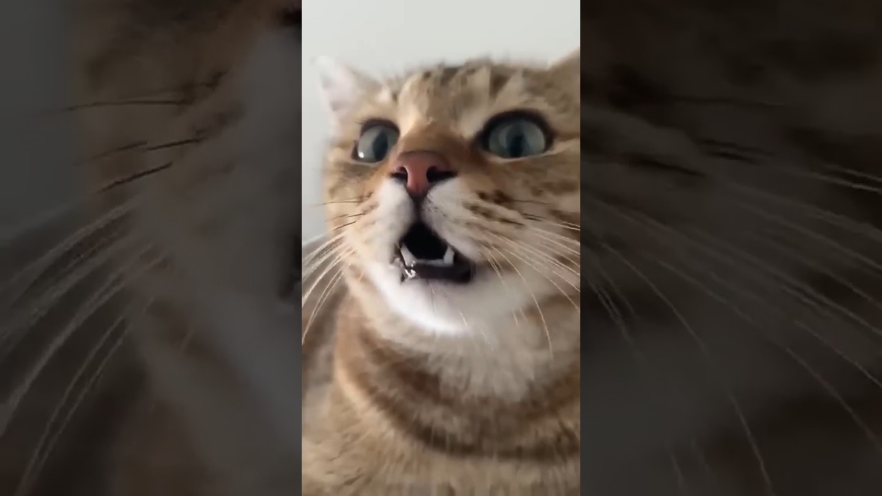 Cut #song #cat #shorts #shorts #shortsvideo #viralvideo #trending #reels #cat  #funny @tseries