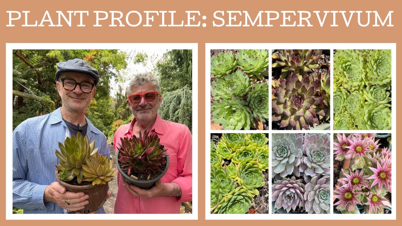 Plant profile: Sempervivum - how to grow, divide and repot this fabulous group of succulents!