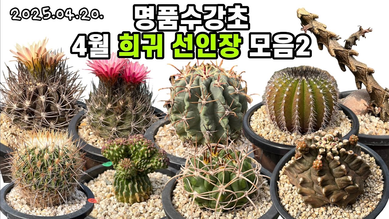 명품수강초 4월 희귀 선인장 모음2🌵흑관자, 나사금, 호저환