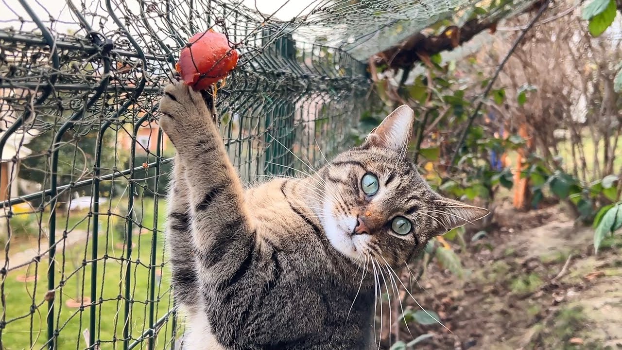 The Tale of the Cat and the Forbidden Fruit