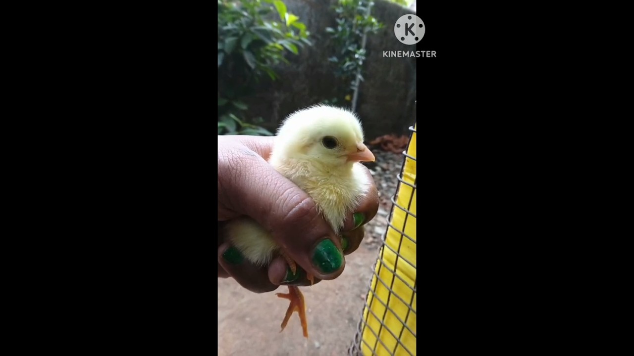 പല നിറത്തിൽ പല രൂപത്തിൽ #മനോഹരമായ കോഴിക്കുഞ്ഞുങ്ങൾ #viral #shortvideos #viralvideos #shorts #