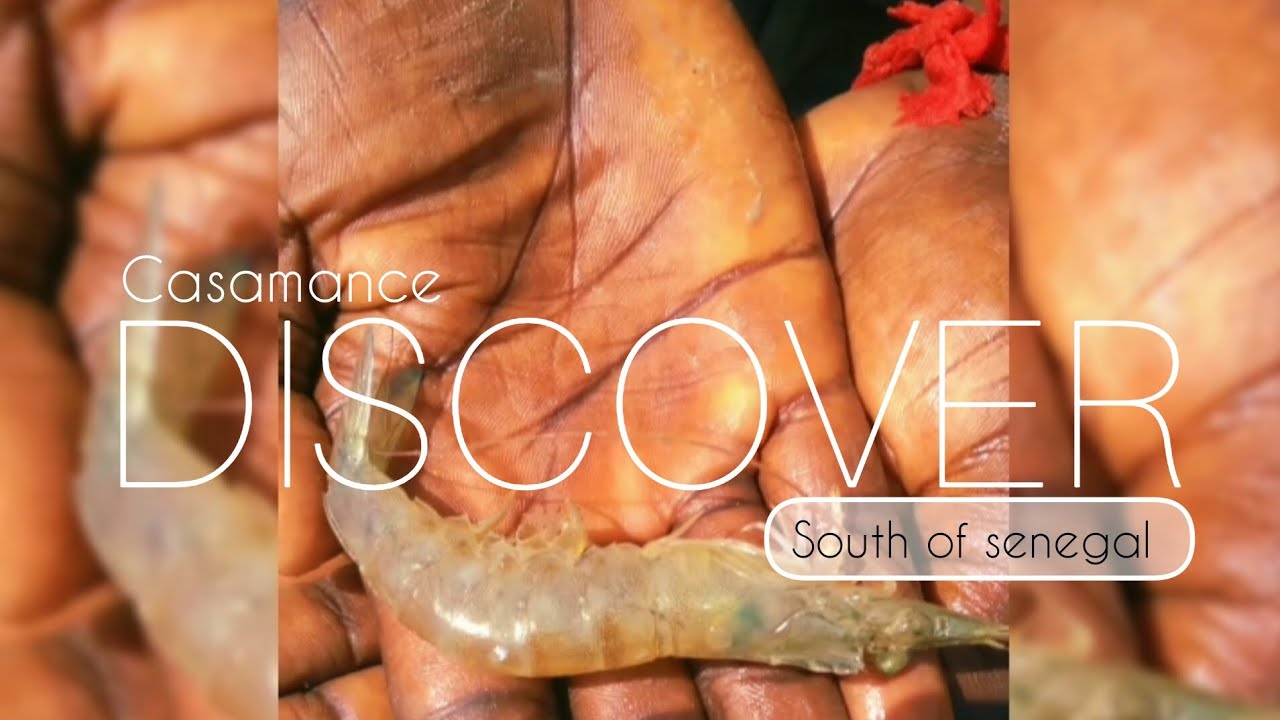 PROLENSE Discover #001 South Of Senegal🇸🇳 (Casamance)