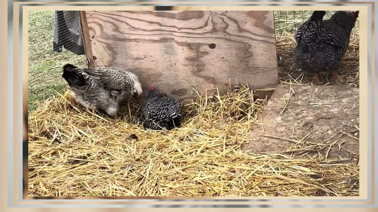 Backyard Chicken Farming