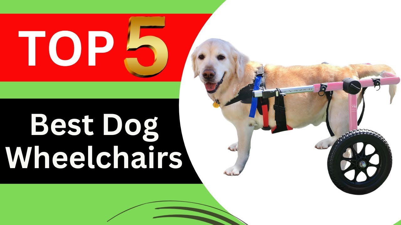 Top 5 Best Dog Wheelchairs in 2026