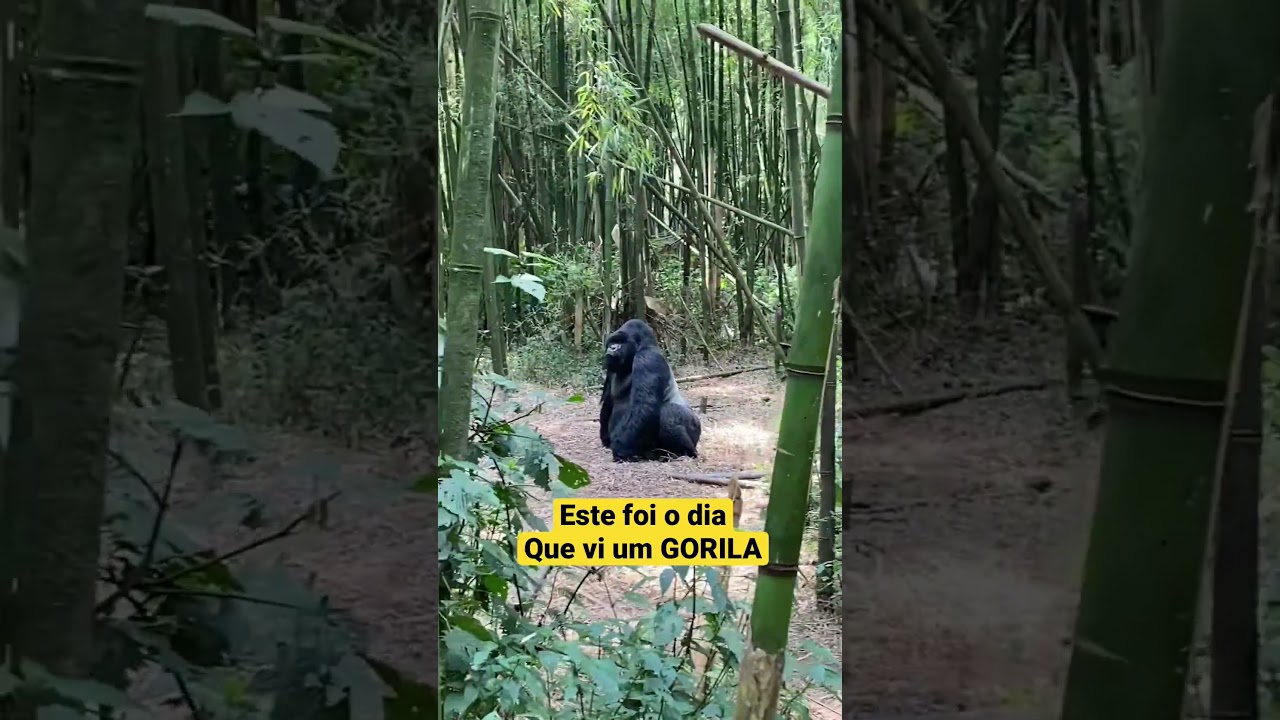 Caminhando e do nada&hellip;. #gorila #ciatrip #ruanda