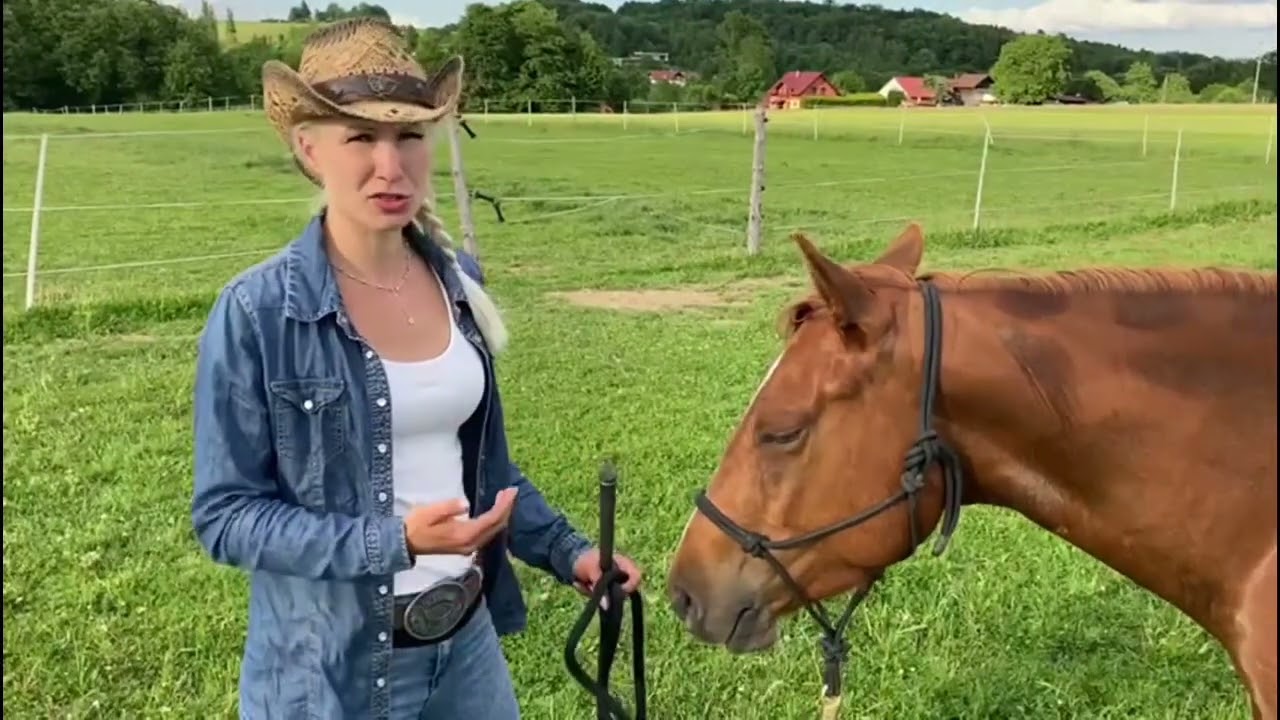 Jak vyslat koně na kruh na lonži.