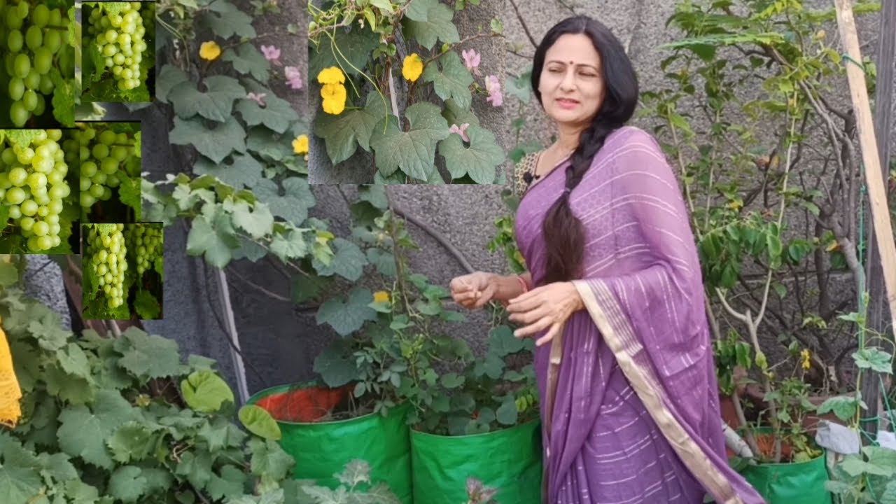 Terrace garden | summer vegetables and fruits update |