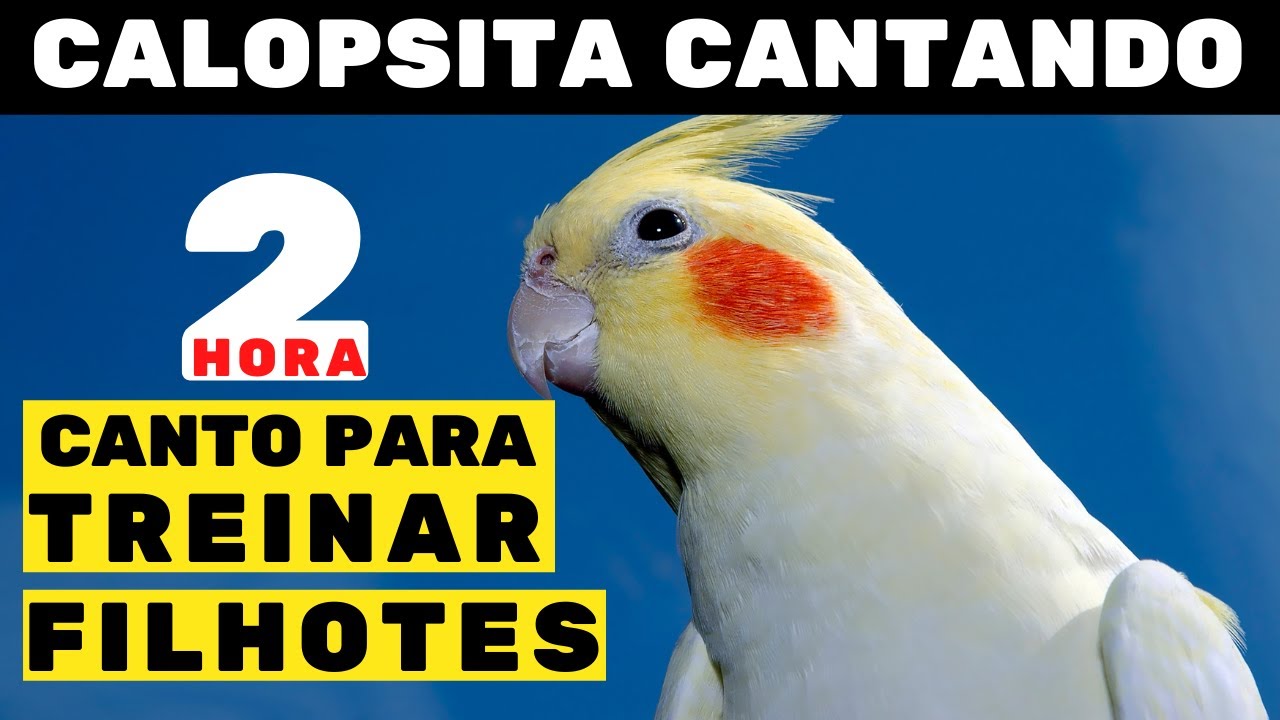 Canto Original De Calopsitas 2 horas de CANTO Para Treinar Calopsitas Filhotes [TESTADO]