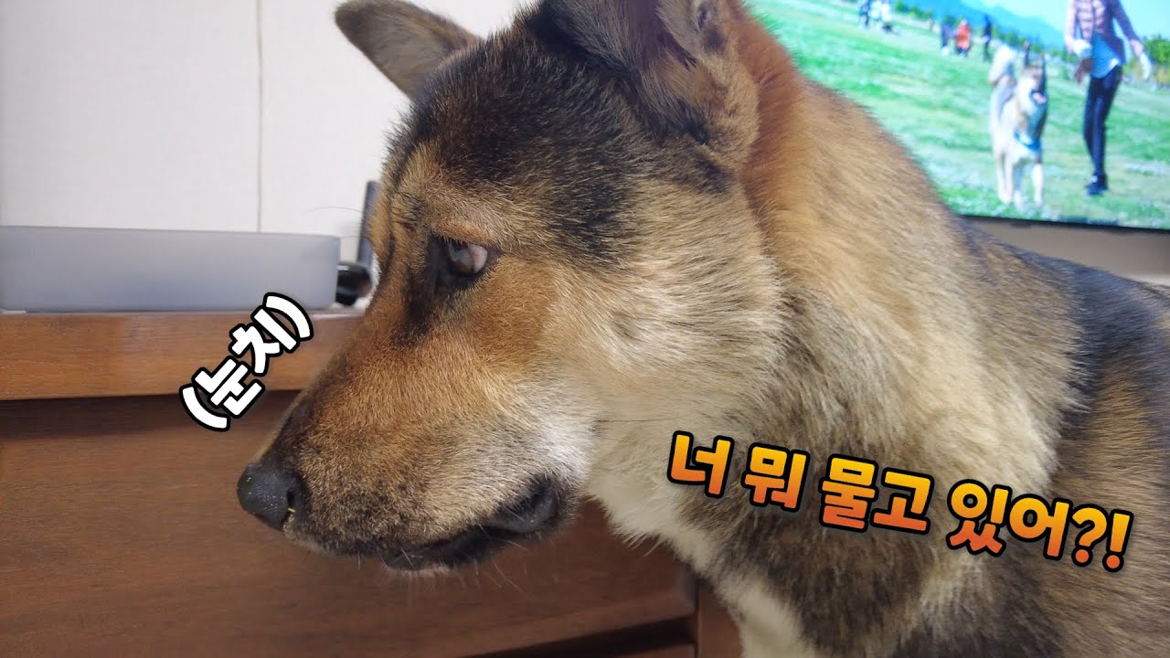 진돗개가 주인 눈치를 엄청 보게 만드는 이것은...?