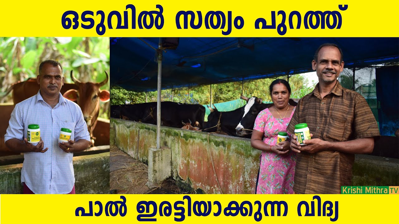 കുറഞ്ഞ ചിലവില്‍ പാല്‍ ഉല്‍പാദനം ഇരട്ടി ആക്കാം| ശ്രദ്ധിക്കേണ്ട കാര്യങ്ങള്‍|പശു വളര്‍ത്തല്‍|DAIRY FARM