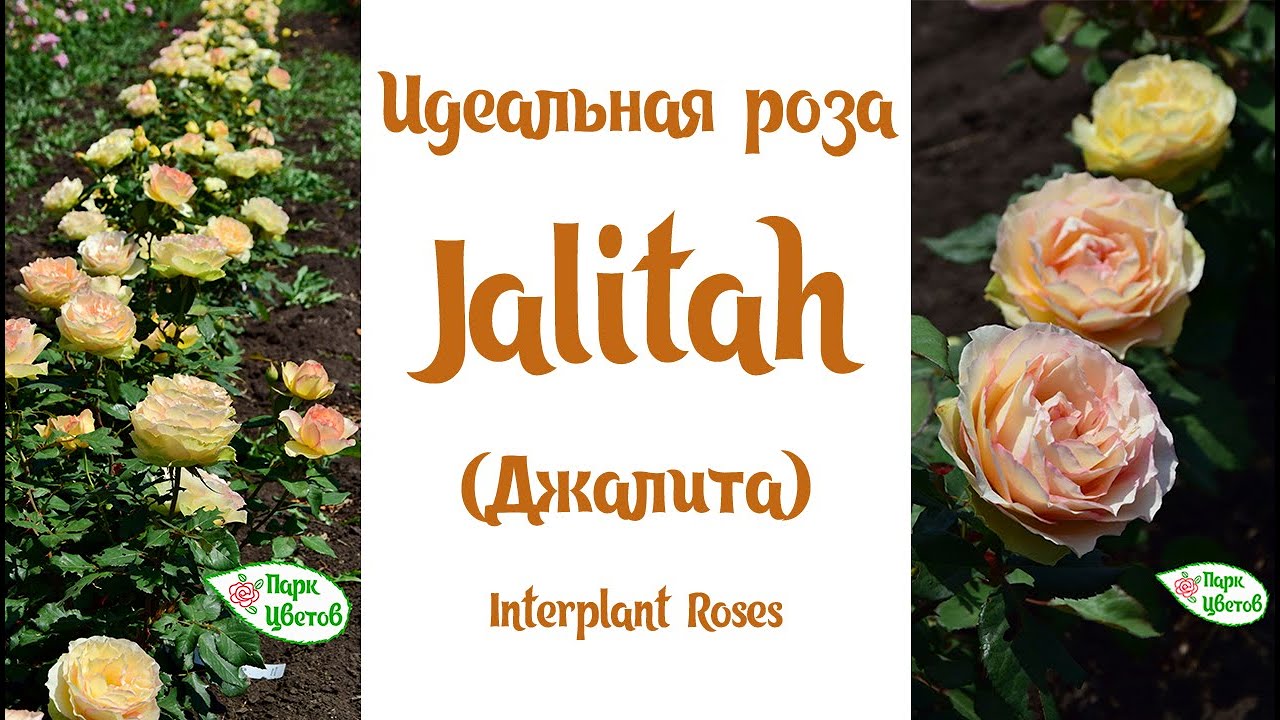 Идеальная роза Jalitah (Джалита) Interplant Roses