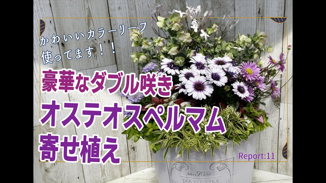 【園芸】豪華なオステオスペルマム ダブルの寄せ植え