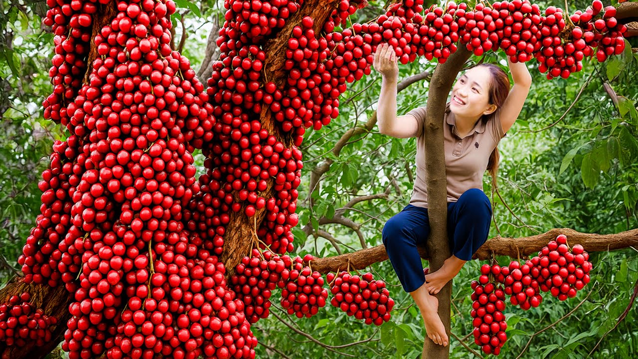 Harvesting Rare Burmese Red Grapes in Jungle, Recipe for Making Fine Wine - Ly Thi Hoa