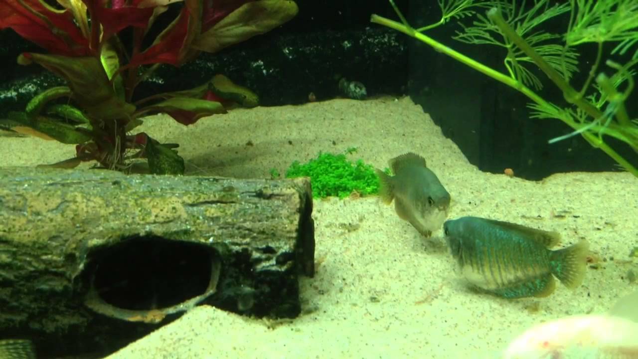 Dwarf gourami dominance fight