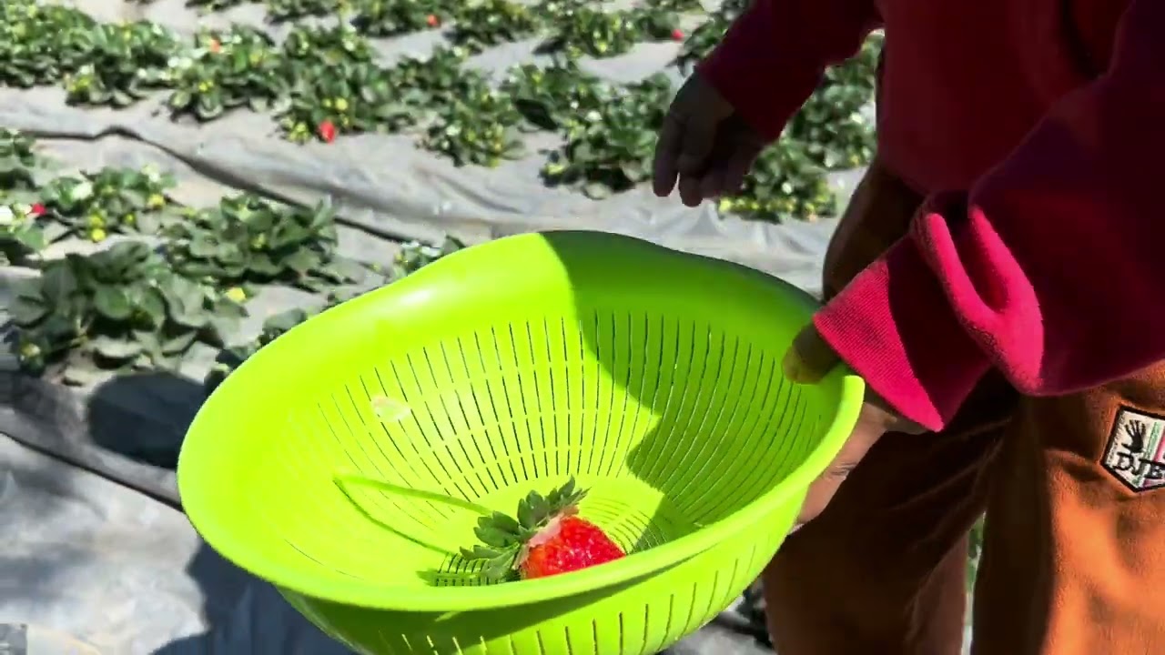 Harvesting of Strawberries @coethingdawl  #strawberry #mizoram #kolasib 