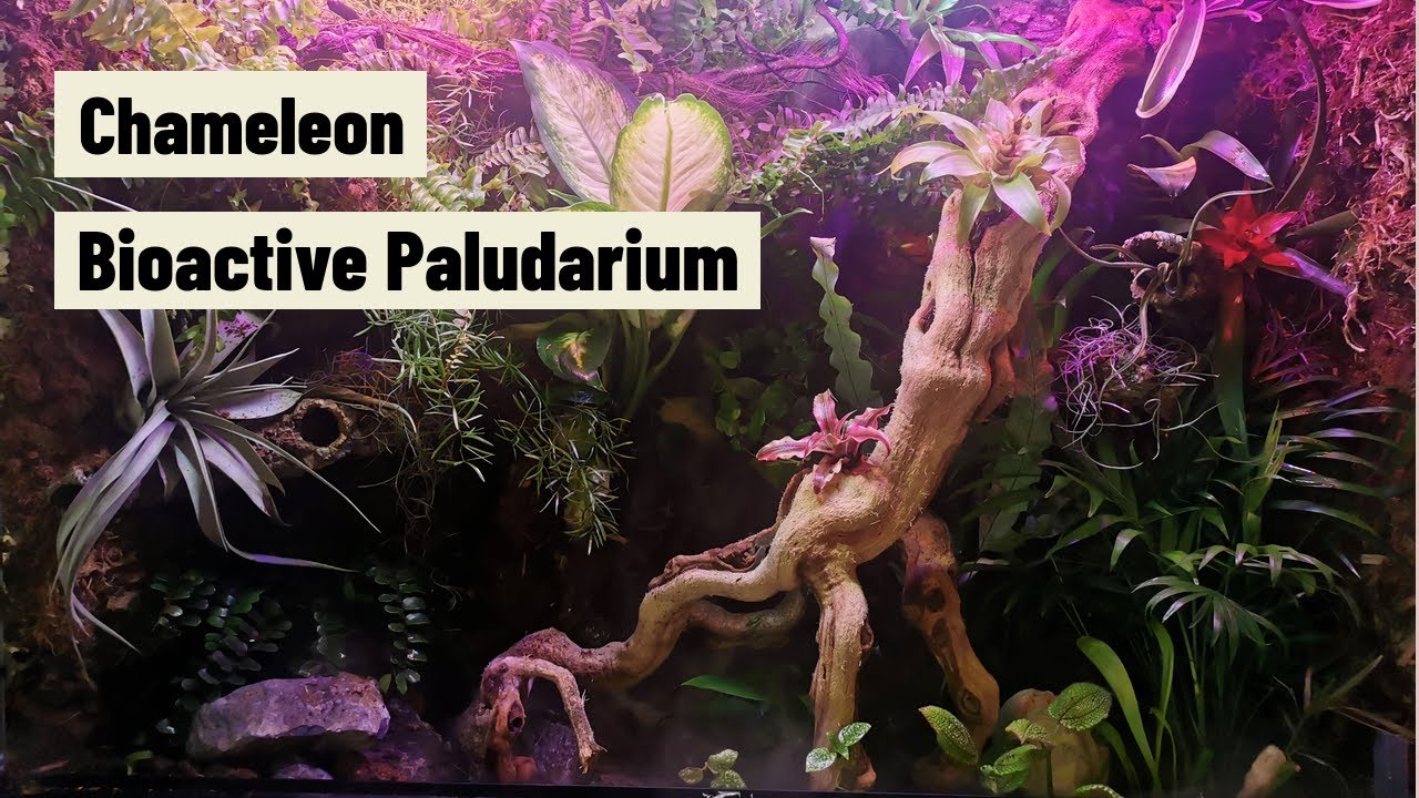 Panther Chameleon  Paludarium Rainforest Experience - REAL WATERFALL great hardscape