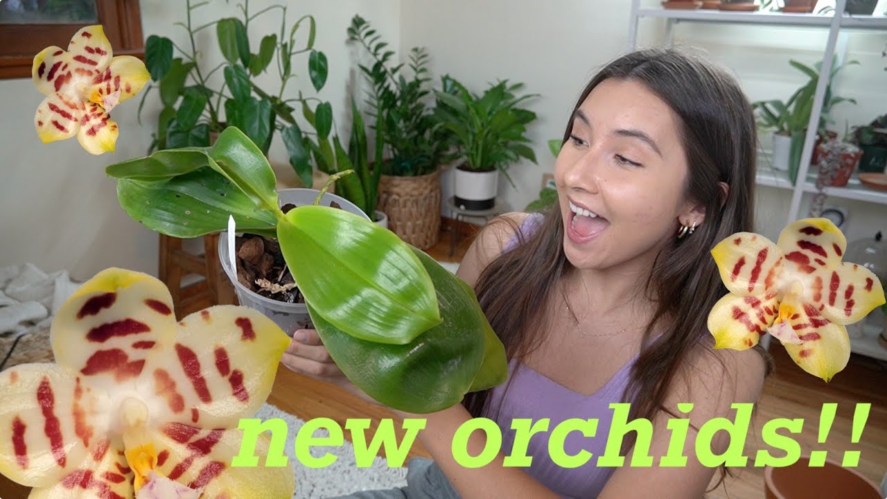 New Orchid Unboxing | Black Orchid, Giant Leaf Orchid, Easy Growing Carnivorous Plant