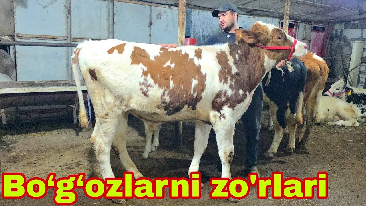 Ahadjon ukamizga yangi partiya bo‘g‘ozlar va buqalarni zo'rlari.16-mart, 2026