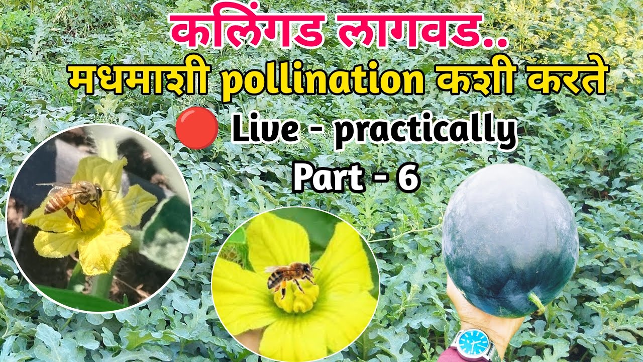 importance of Honey Bee | कलिंगड लागवड - मधमाशी - - pollination | live practical | #kalingad