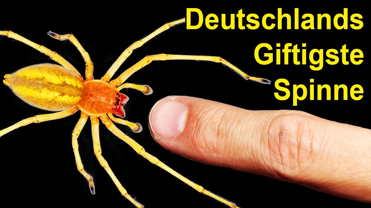 Was passiert, wenn dich Deutschlands giftigste Spinne bei&szlig;t?