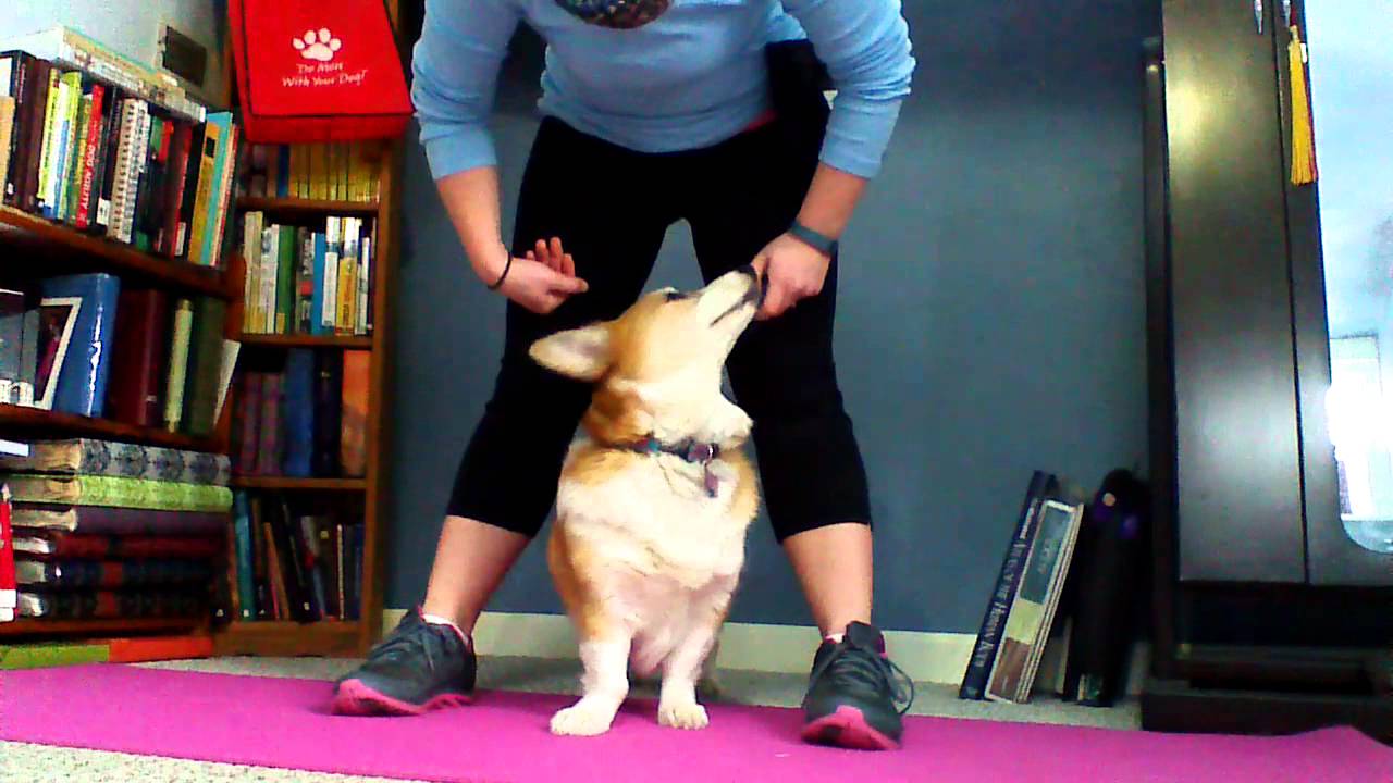 Teach Your Dog: Peekaboo!