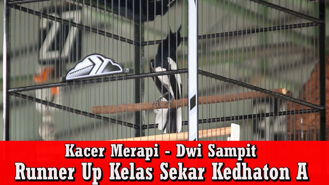 Piala Raja 2022 - Aksi Kacer Merapi Dikelas Sekar Kedhaton A