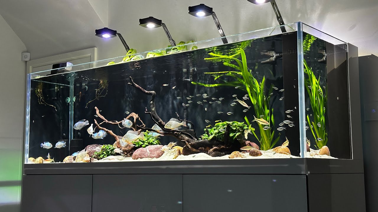 South American Cichlids Display Aquarium 4 months update