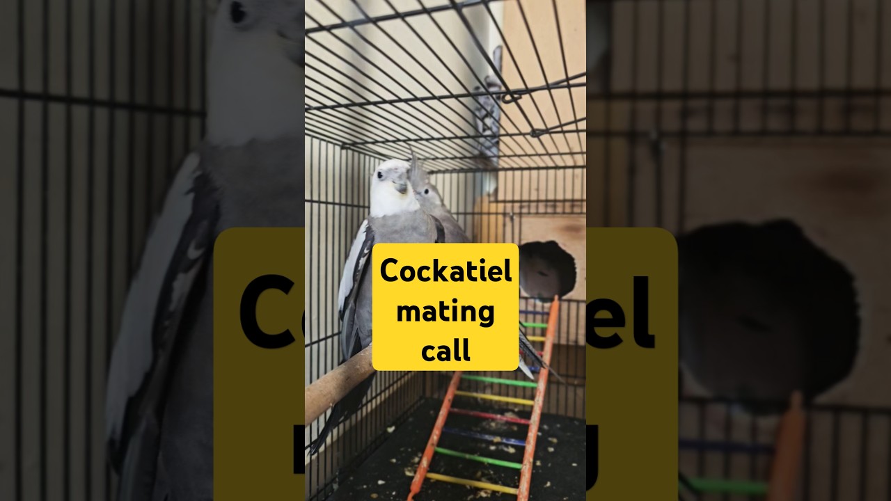 Male cockatiel mating call #cockatiel #mating