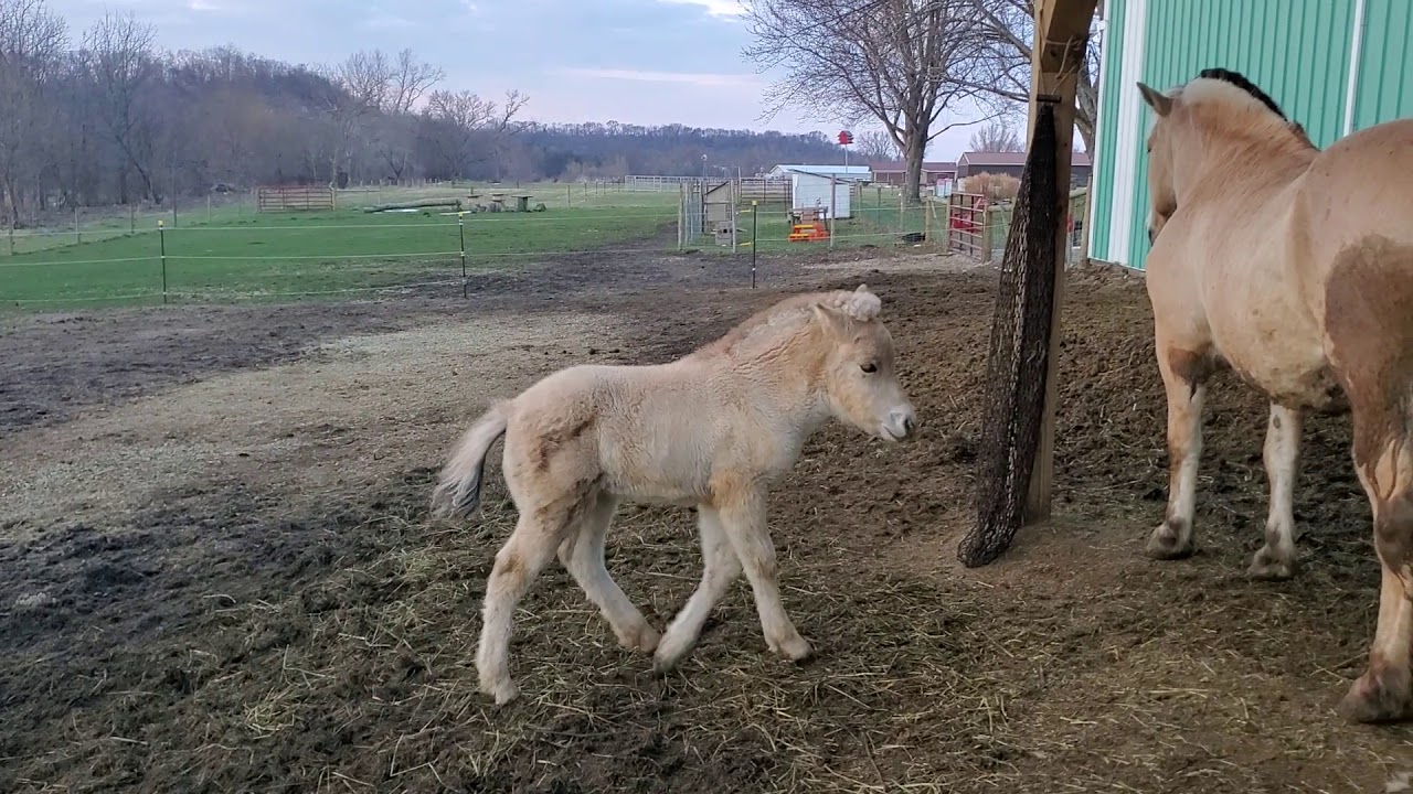 Happy 1 month old colt