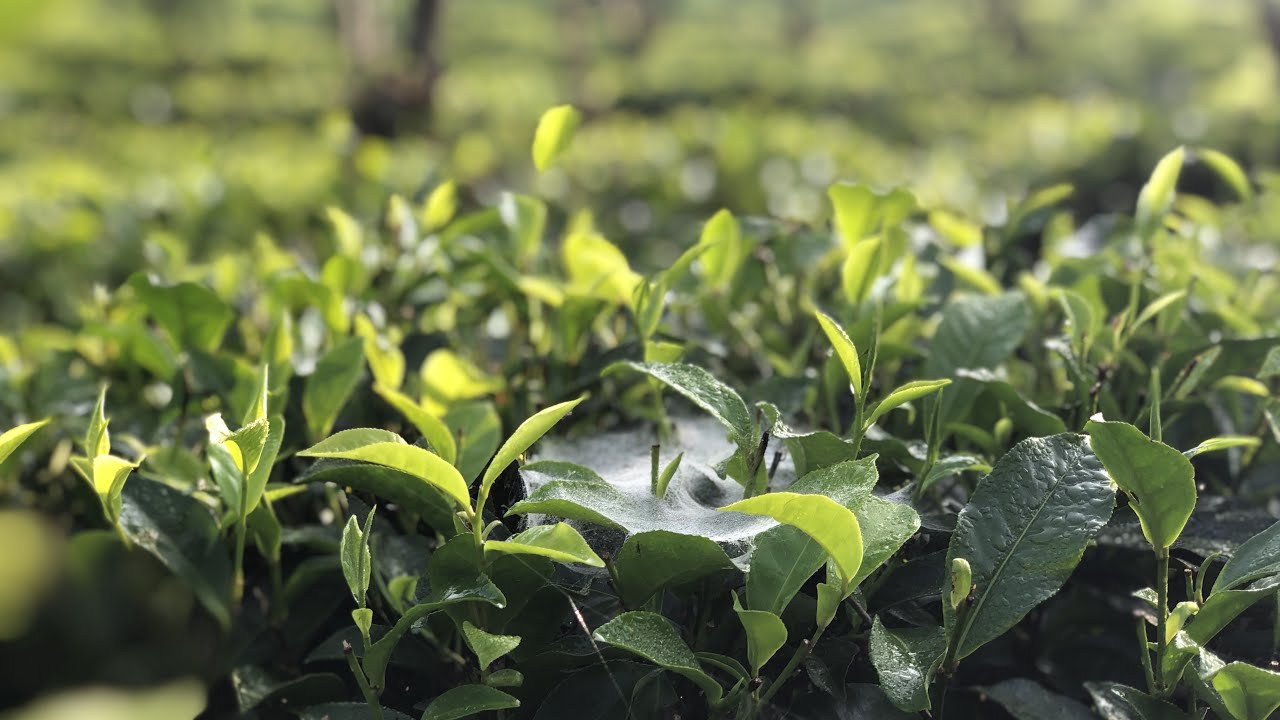 A treat for the eyes | Sri Lanka's Most Beautiful Tea Estates