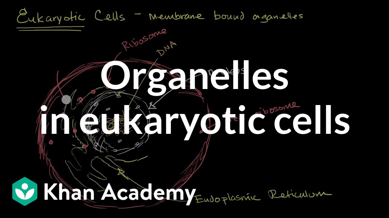Organelles in eukaryotic cells | The cellular basis of life | High school biology | Khan Academy