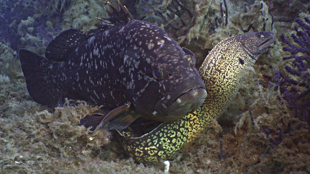 Scuba Diving in PORTOFINO 2023 (4K, Panasonic Lumix GH6)
