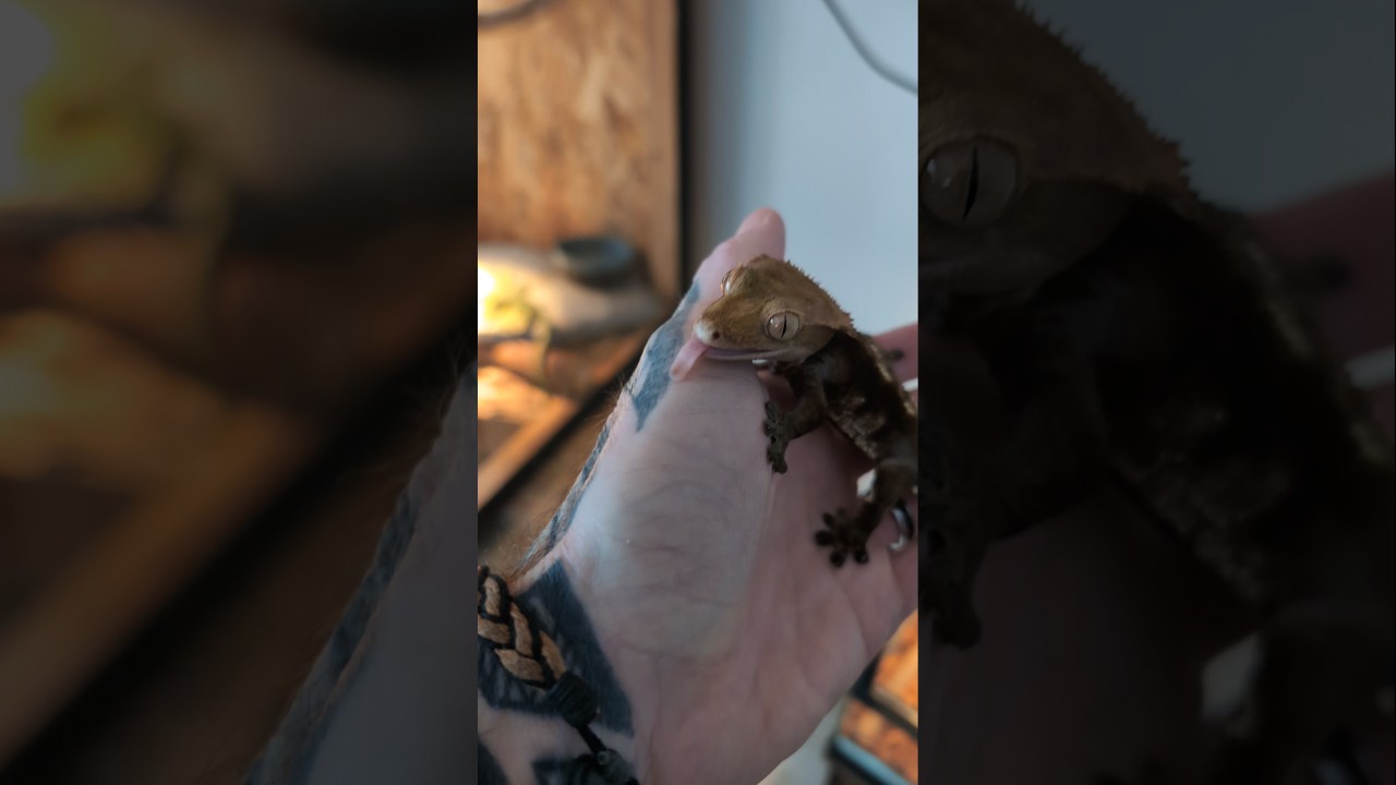 Marius gecko &agrave; cr&ecirc;te de 16 ans
