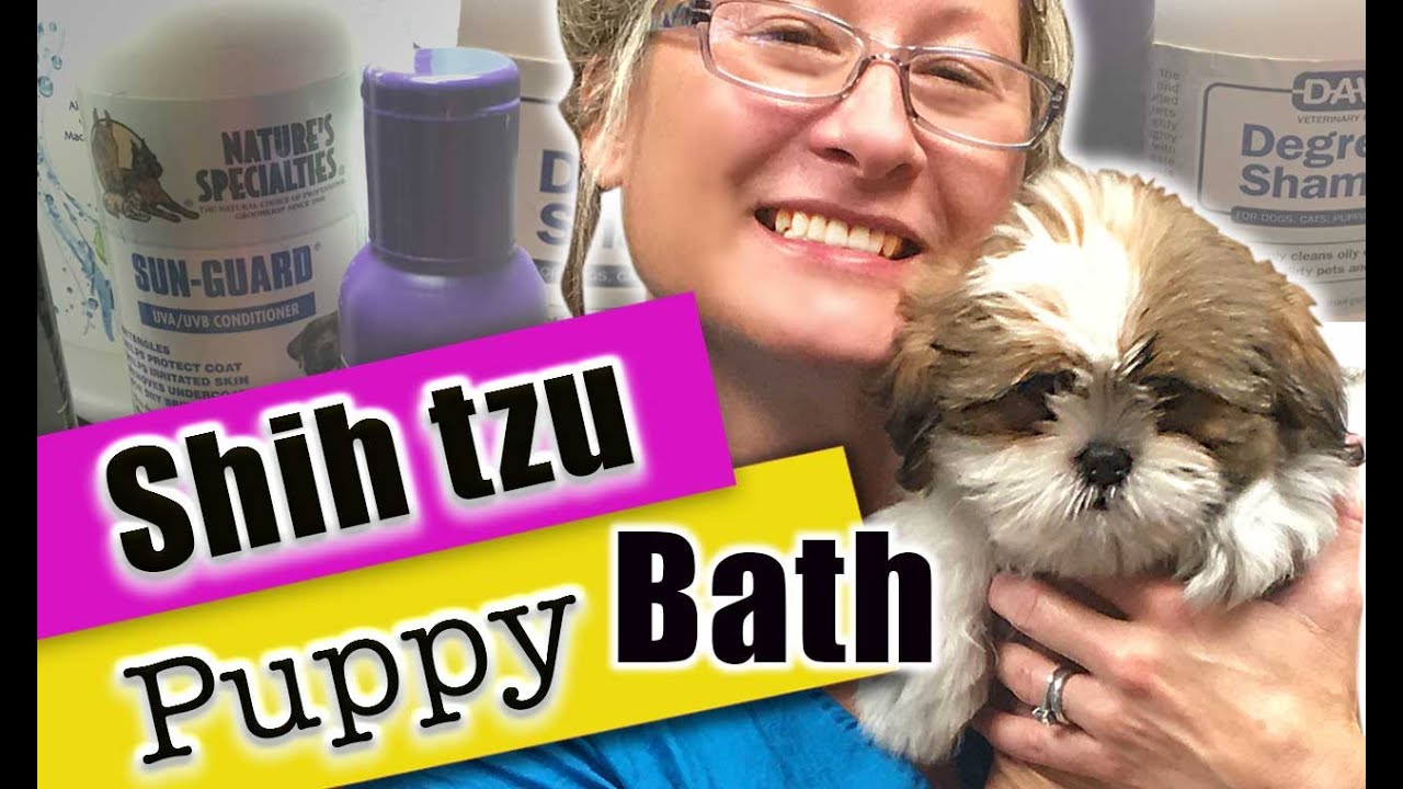 How to Bath and Dry a Puppy | #ShihTzu #puppy