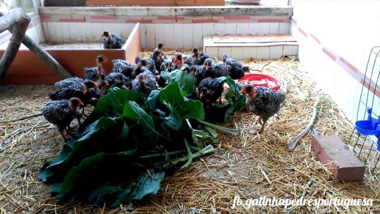 Pintos Pedrês Portuguesa