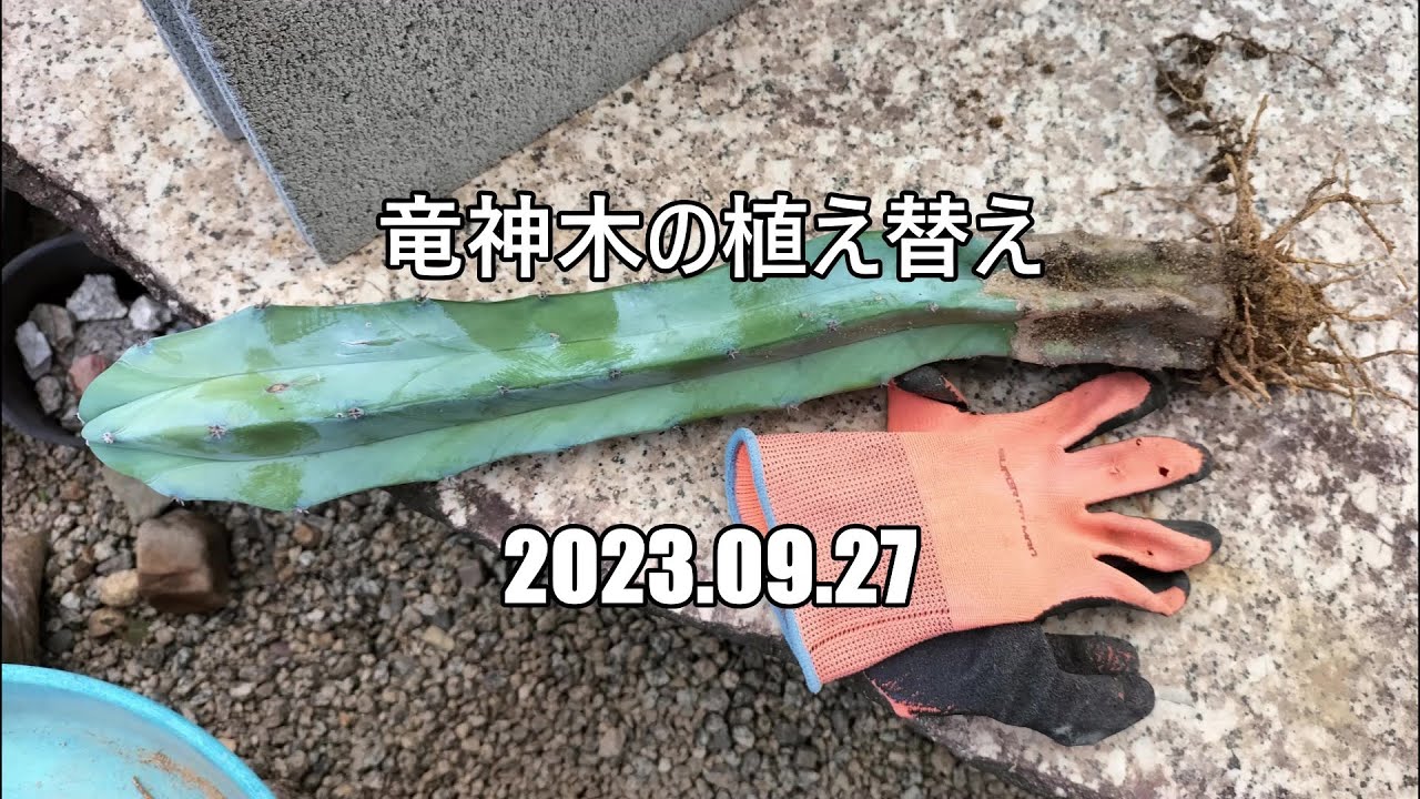 竜神木の植え替え　2023 09 27