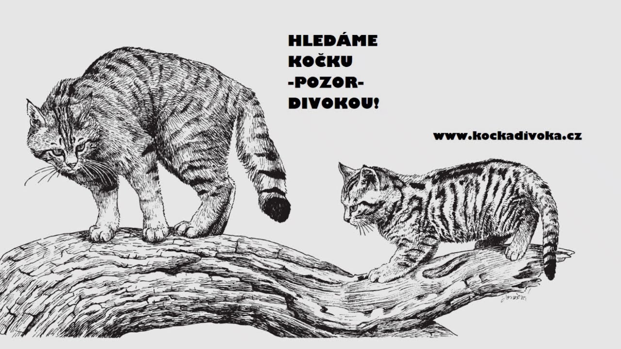 Mňoukání kočky divoké během říje