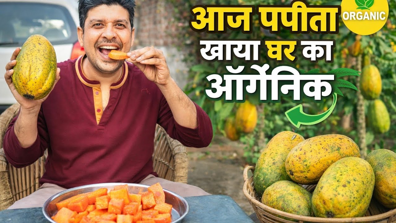 Aaj Ghr ka Organic Papita khaya 🍈 Desi life hi best life hai 🌱