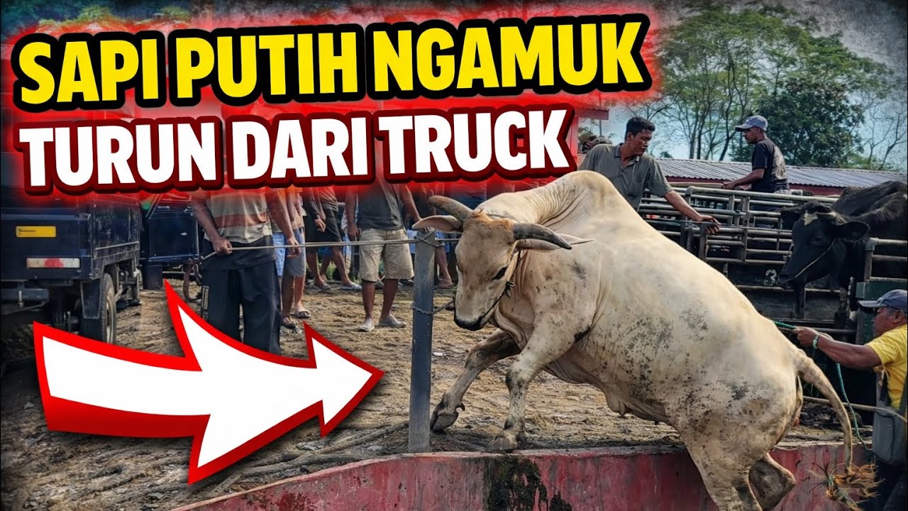 🔥 UPDATE TERKINI SAPI QURBAN KELAS KONTES & AMUKAN SAPI DI PASAR SAPI JELOK BOYOLALI.🔥