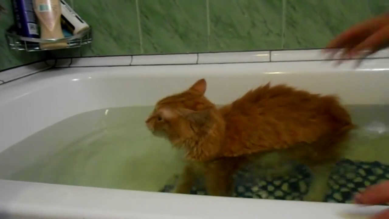 Kurilian Bobtail cat takes a bath