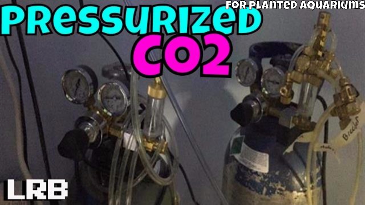 🔴 Pressurized Co2 Systems for Freshwater Planted Aquariums