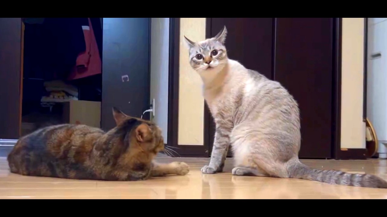 Funny Cats and Dogs Videos 2026 😂 | Non-Stop Cute & Funny Pets #cat #dog #animals