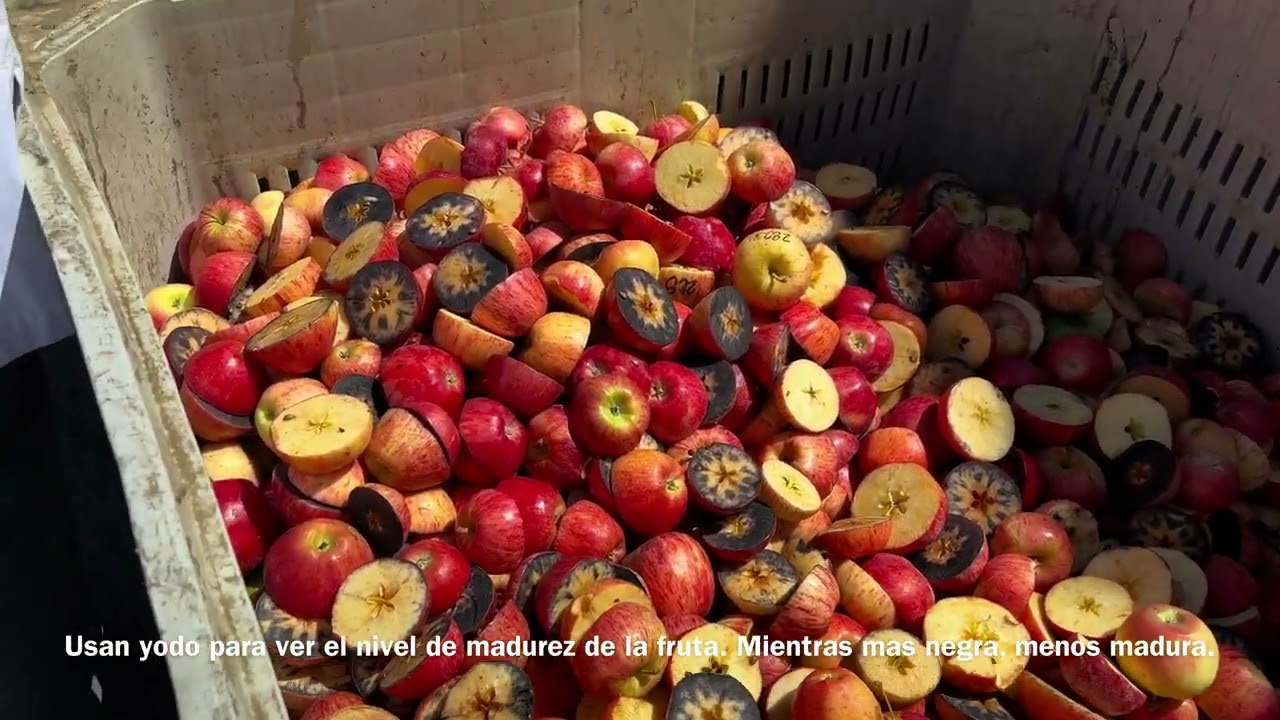 Día de cosecha