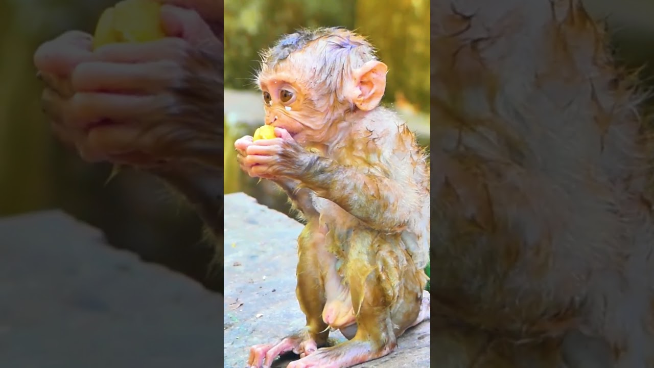 Poor little baby monkey #monkey #animal #fyp #love #foryou #foryoupage #video #fb #reels #reel #shor