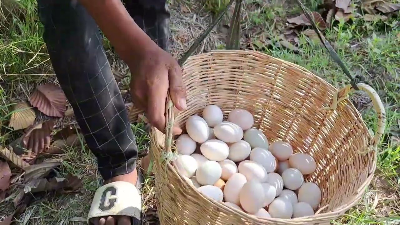 amazing! pick a lot of eggs on the hive under a tree pick by hand