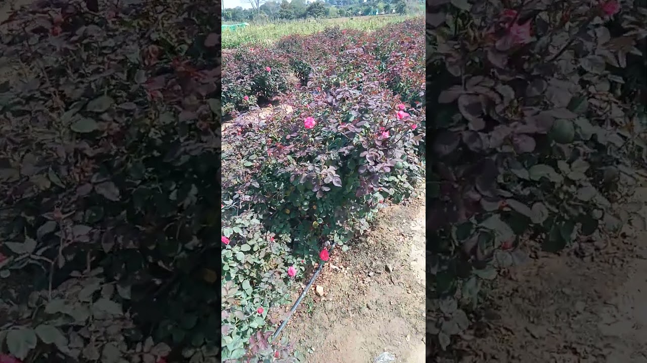 How to grow new shoots in rose
