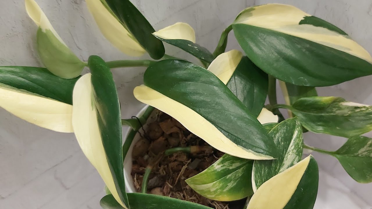 Филодендрон Кобра белая (она же Monstera standleyana)