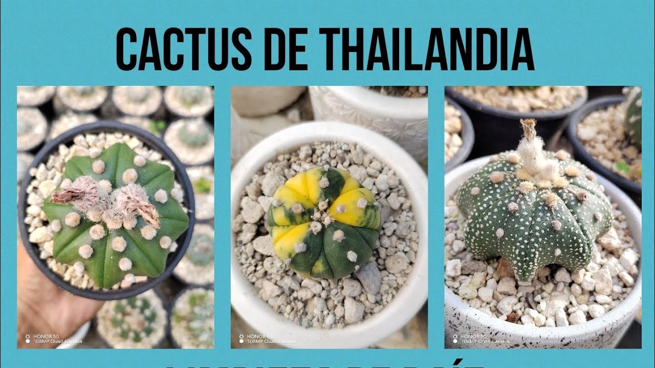 Poda de raíz, potencia el crecimiento y previene enfermedades, para todo tipo de cactus